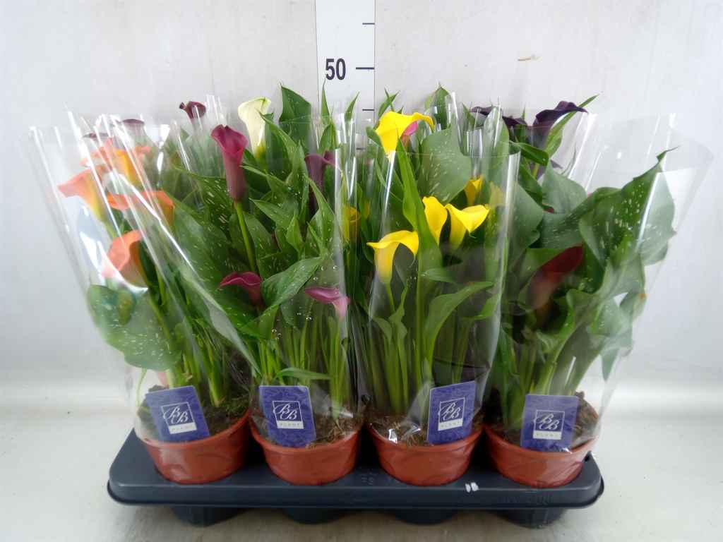 Горшечные цветы и растения оптом Zantedeschia   ...mix от 8шт из Голландии с доставкой по России