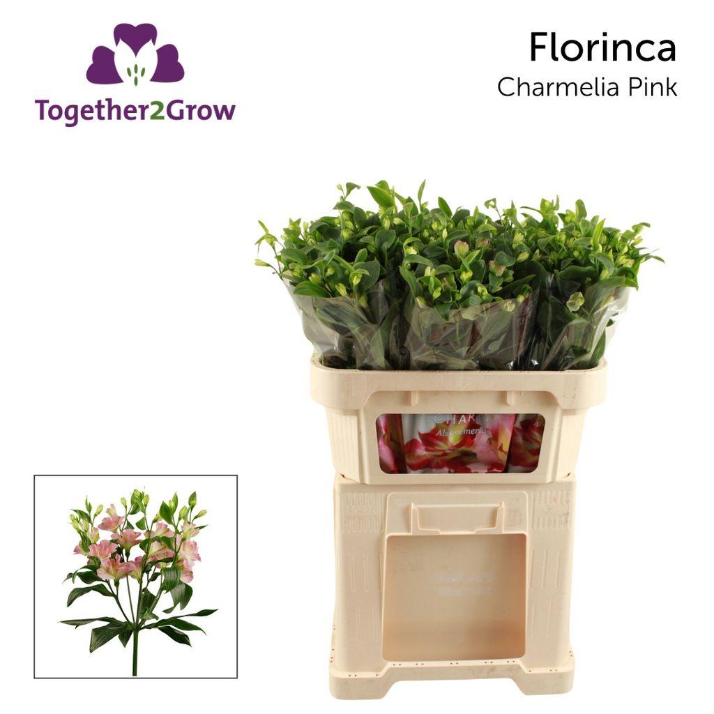 Срезанные цветы оптом Alstroemeria fl charmelia pink от 80шт. из Голландии с доставкой по России
