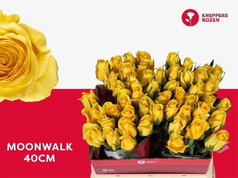 Срезанные цветы оптом Rosa large moonwalk от 50шт из Голландии с доставкой по России