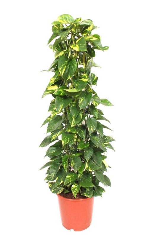 Горшечные цветы и растения оптом Epipremnum Aureum Mosspole от 1шт из Голландии с доставкой по России