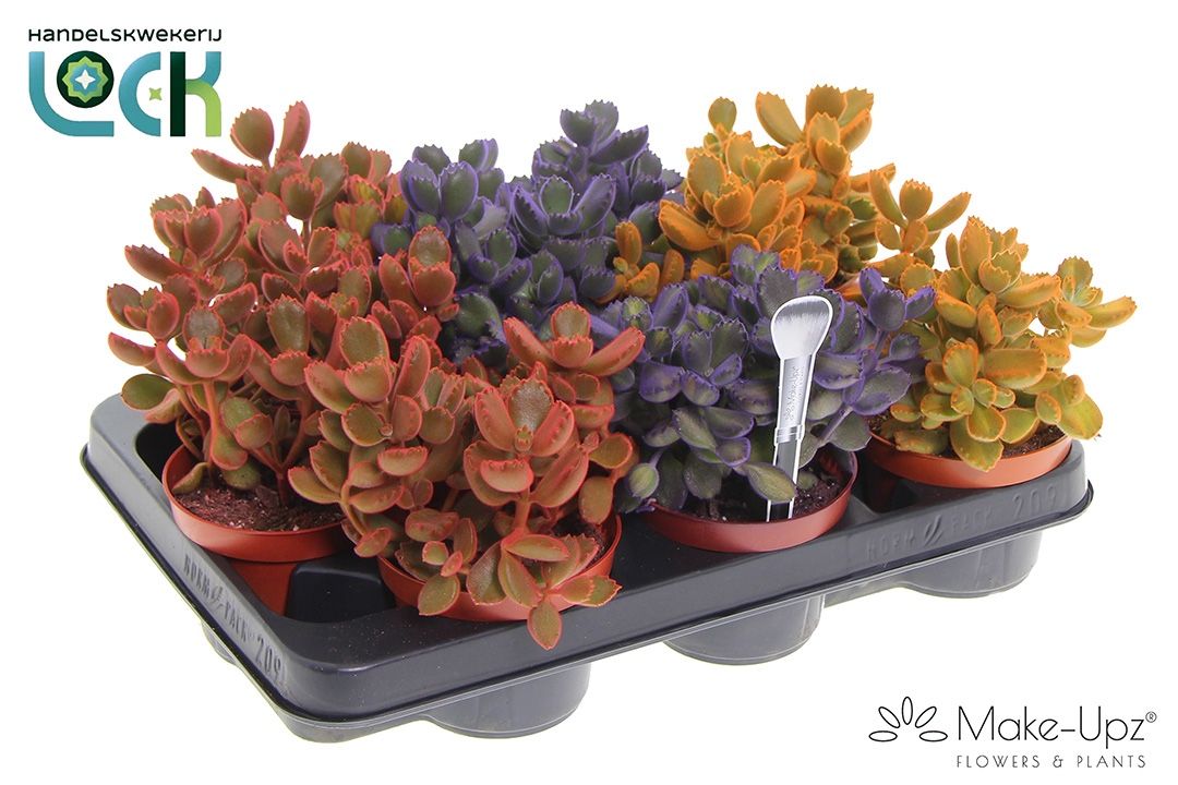 Горшечные цветы и растения оптом Cotyledon Ladismithiensis Mix от 9шт из Голландии с доставкой по России