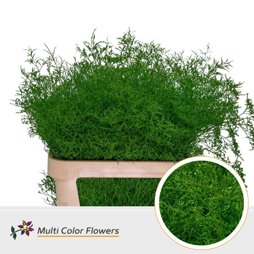 Срезанные цветы оптом Limonium beltlaard paint green от 25шт из Голландии с доставкой по России