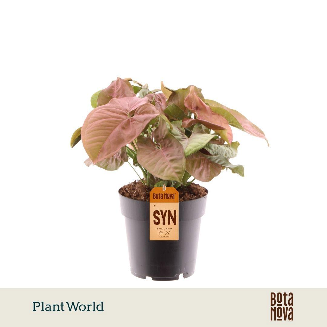 Горшечные цветы и растения оптом Syngonium Red Heart от 7шт из Голландии с доставкой по России