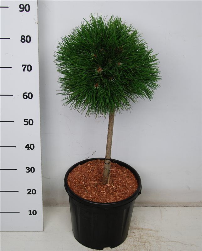 Горшечные цветы и растения оптом Pinus Mugo Varella On Stem от 1шт из Голландии с доставкой по России