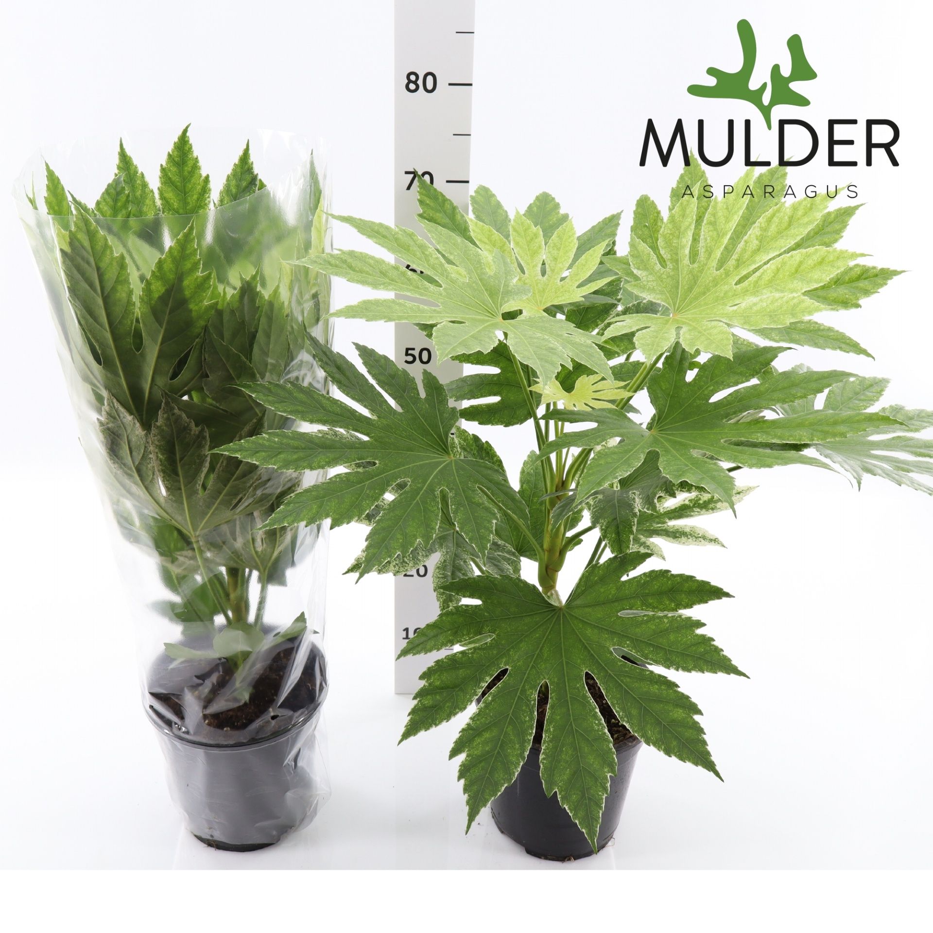 Горшечные цветы и растения оптом Fatsia Variegata от 1шт из Голландии с доставкой по России