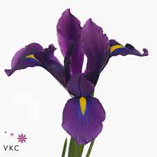 Срезанные цветы оптом Iris hong kong от 250шт из Голландии с доставкой по России