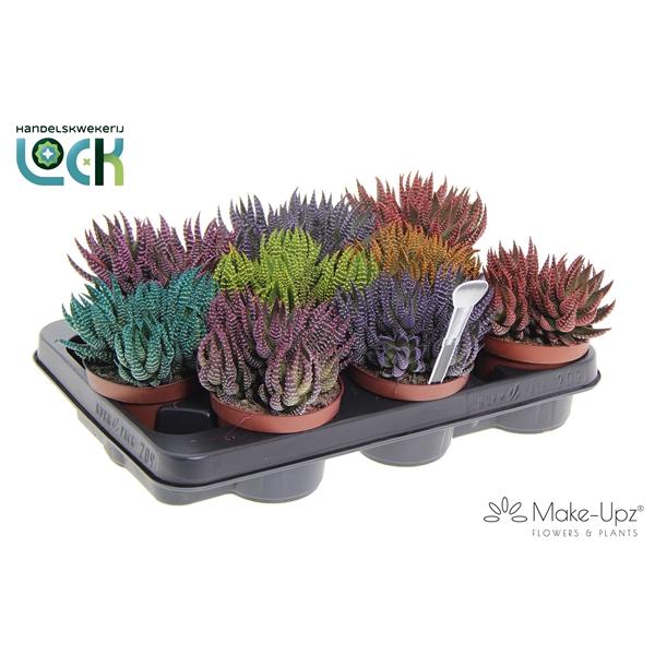 Горшечные цветы и растения оптом Haworthia Zebrina Make Upz Mix 3 Colors от 9шт из Голландии с доставкой по России