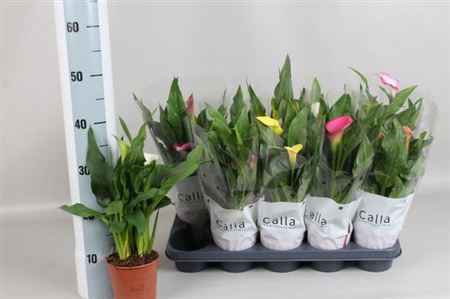 Горшечные цветы и растения оптом Zantedeschia Mix 2+ от 10шт из Голландии с доставкой по России