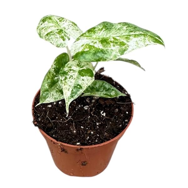 Горшечные цветы и растения оптом Alocasia Odora Variegata Batik от 1шт (для телеги) из Голландии с доставкой по России Горшечные цветы и растения оптом Alocasia Odora Variegata Batik от 1шт (для телеги) из Голландии с доставкой по России