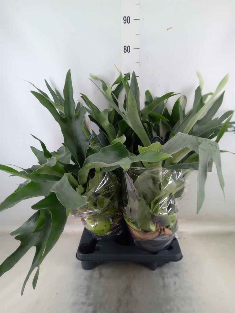 Горшечные цветы и растения оптом Platycerium Bifurc. от 2шт из Голландии с доставкой по России