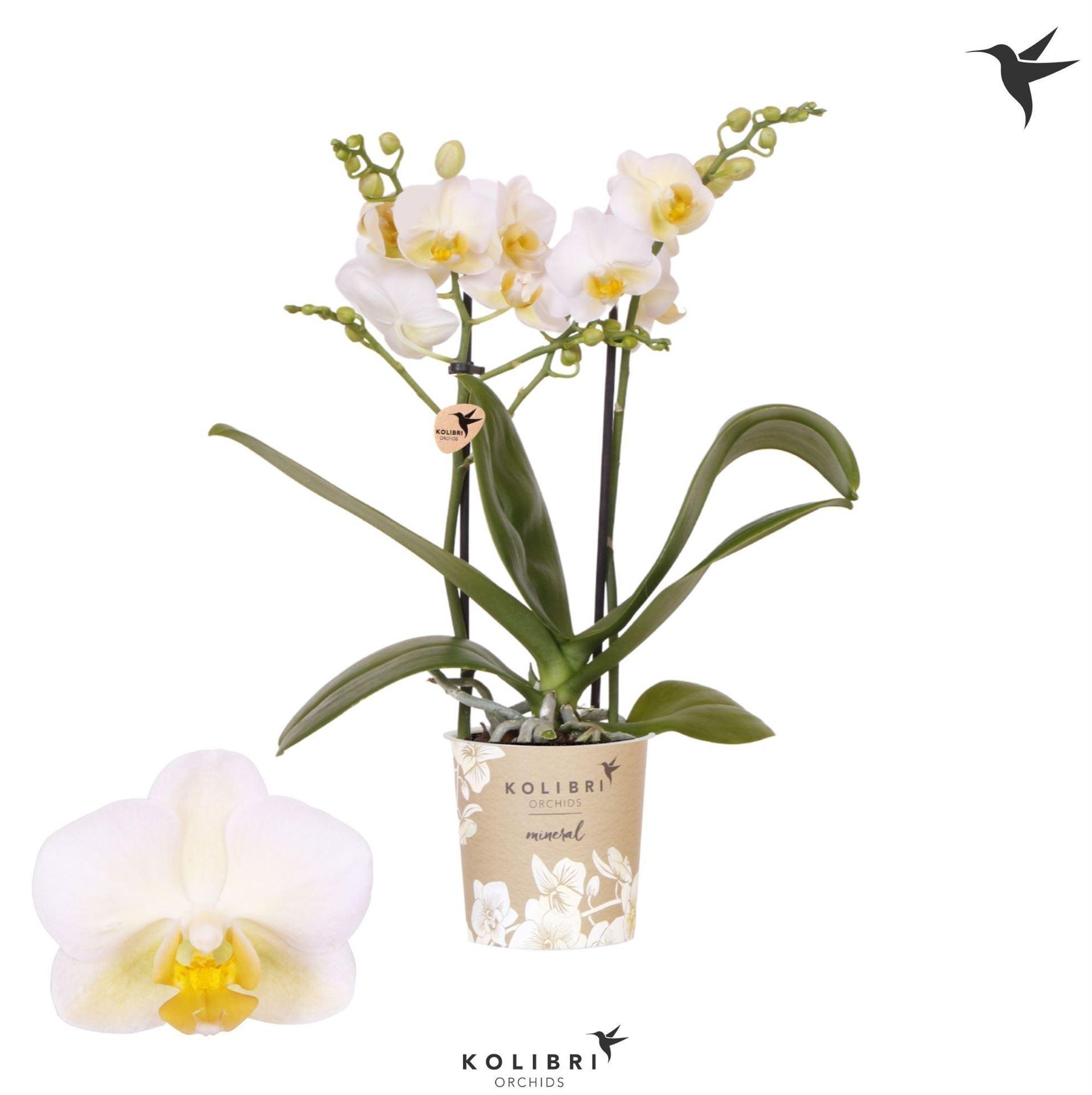 Горшечные цветы и растения оптом Phal Multi Yellow (ok) от 6шт (для телеги) из Голландии с доставкой по России