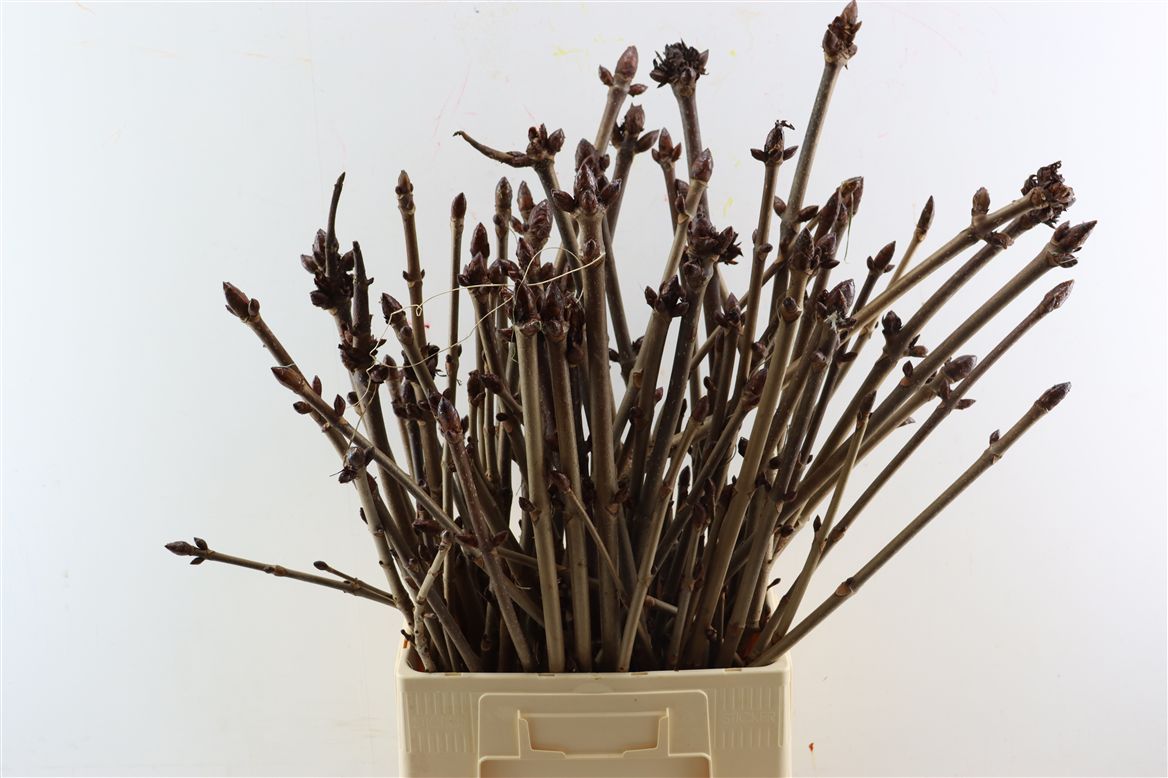 Срезанные цветы оптом Aesculus stem (kastanje) от 75шт из Голландии с доставкой по России