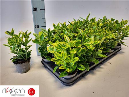 Горшечные цветы и растения оптом Euonymus Ja Aureomar от 18шт (для телеги) из Голландии с доставкой по России