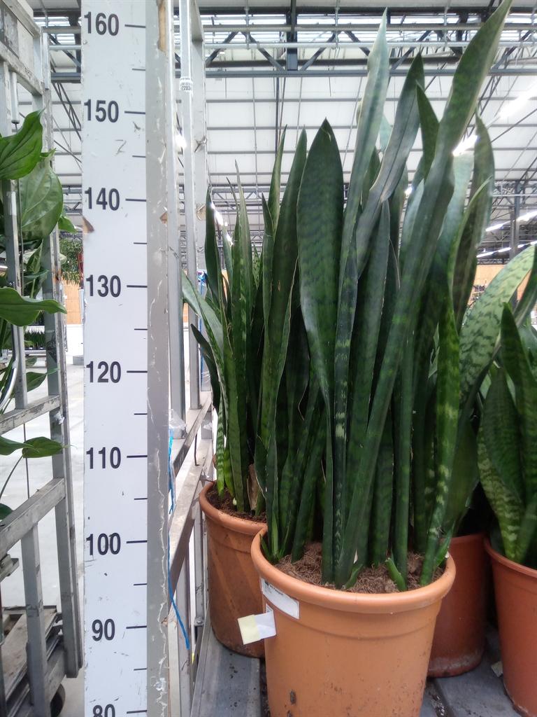 Горшечные цветы и растения оптом Sansevieria Zeylanica от 1шт из Голландии с доставкой по России