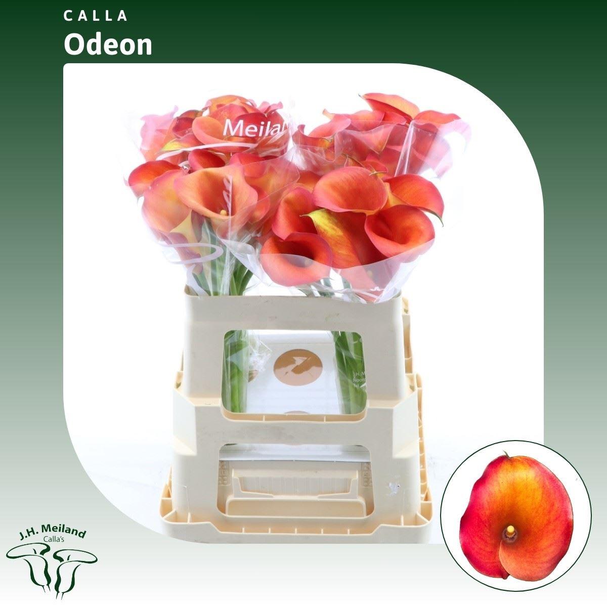 Срезанные цветы оптом Zantedeschia captain odeon от 40шт из Голландии с доставкой по России