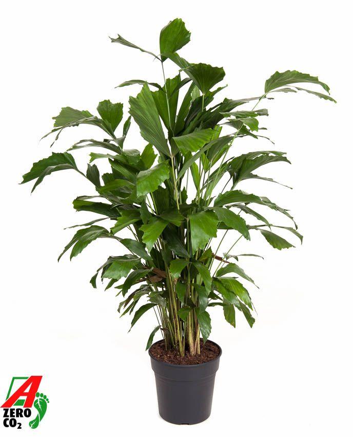 Горшечные цветы и растения оптом Caryota Mitis от 1шт из Голландии с доставкой по России