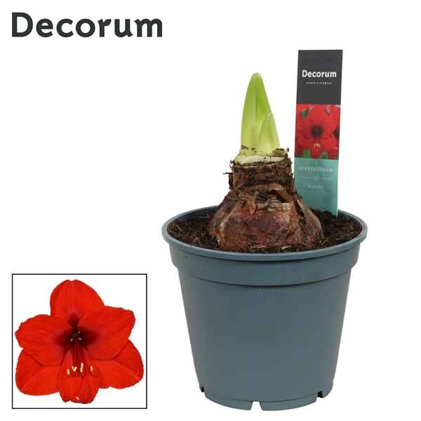 Горшечные цветы и растения оптом Hipp Royal Red 2-3pp (decorum) от 6шт из Голландии с доставкой по России