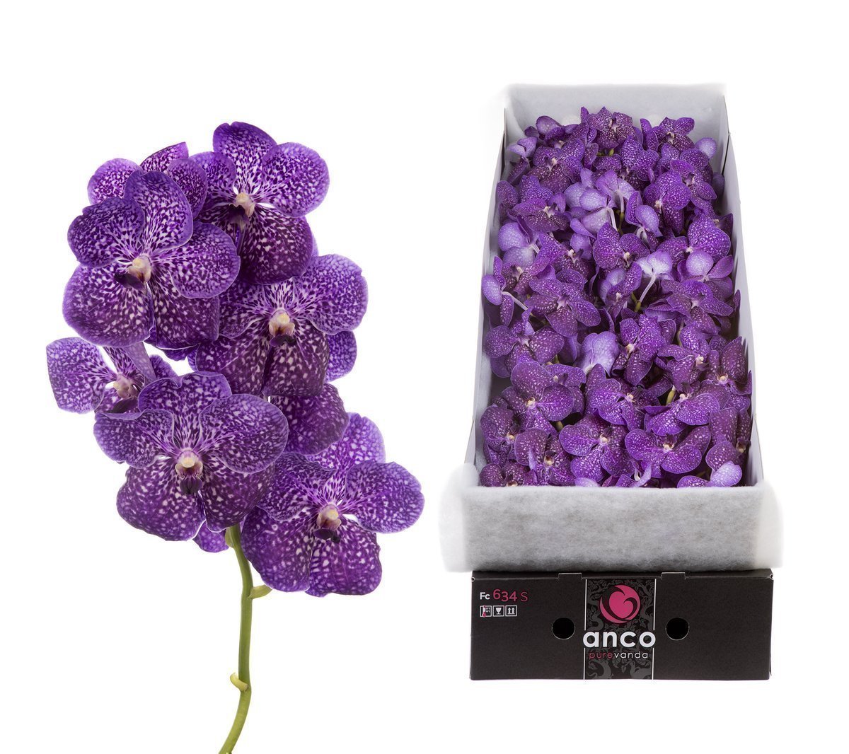 Срезанные цветы оптом Vanda sunanda violetta dark per stem от 10шт из Голландии с доставкой по России