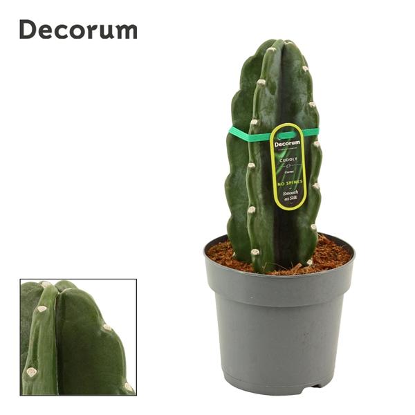 Горшечные цветы и растения оптом Cuddly Cactus (cereus Jamacaru) (decorum) от 7шт из Голландии с доставкой по России