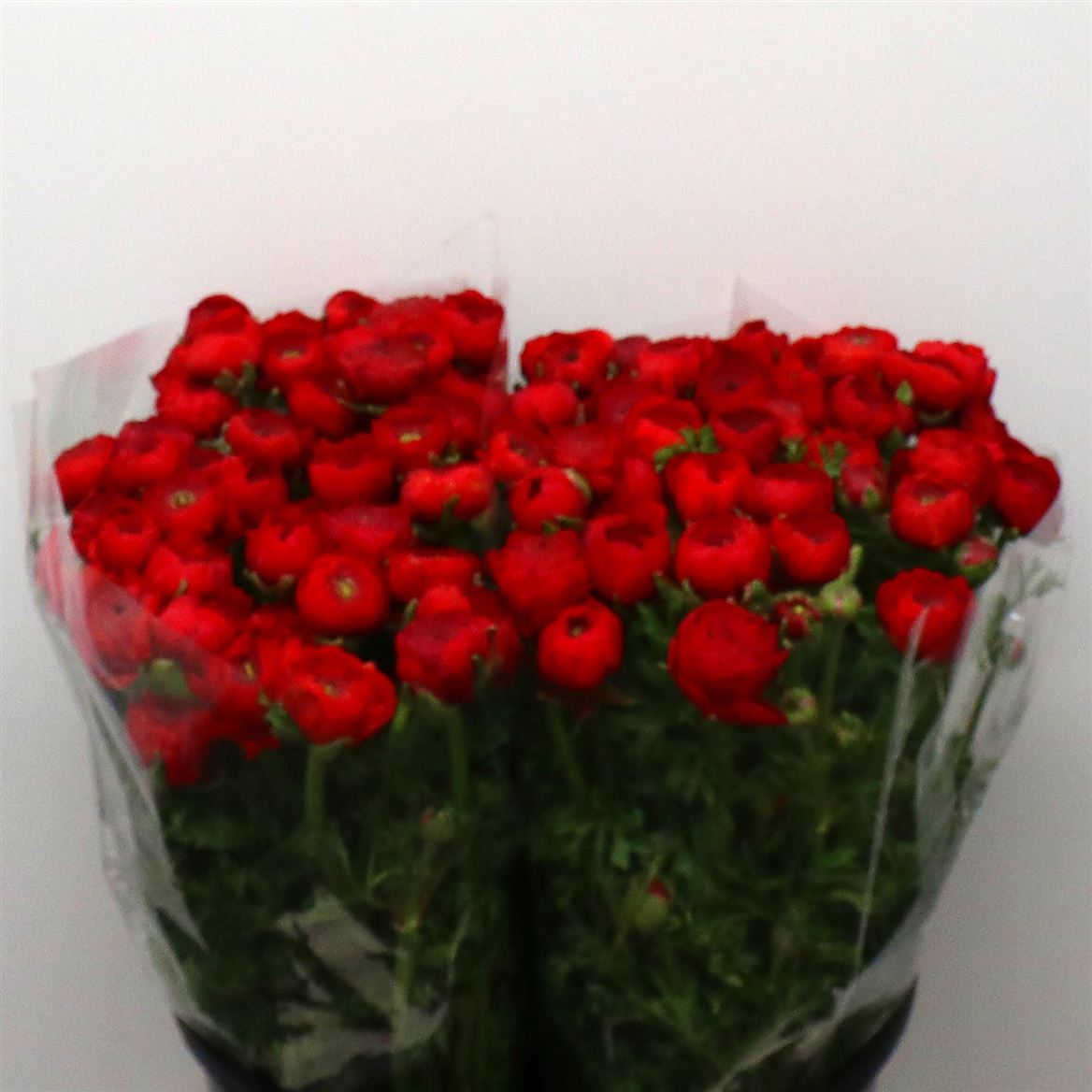 Срезанные цветы оптом Ranunculus elegance red от 50шт из Голландии с доставкой по России