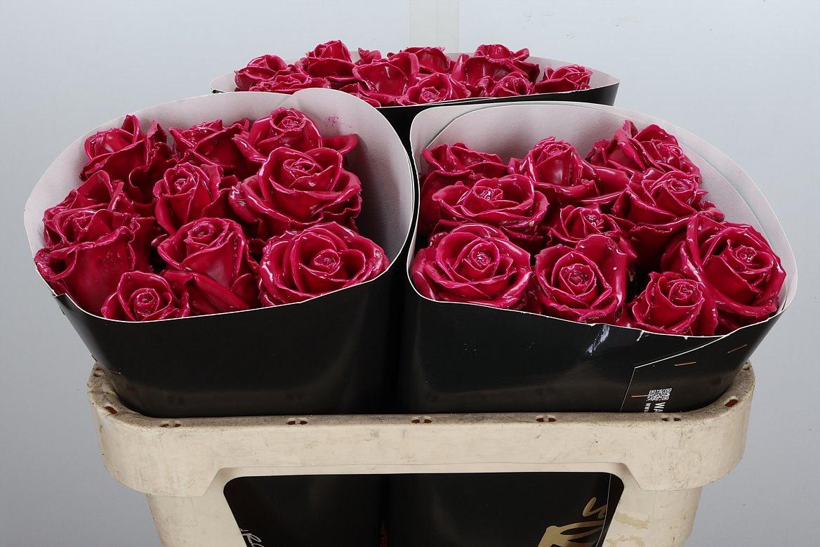 Срезанные цветы оптом Rosa large wax cerise от 30шт из Голландии с доставкой по России