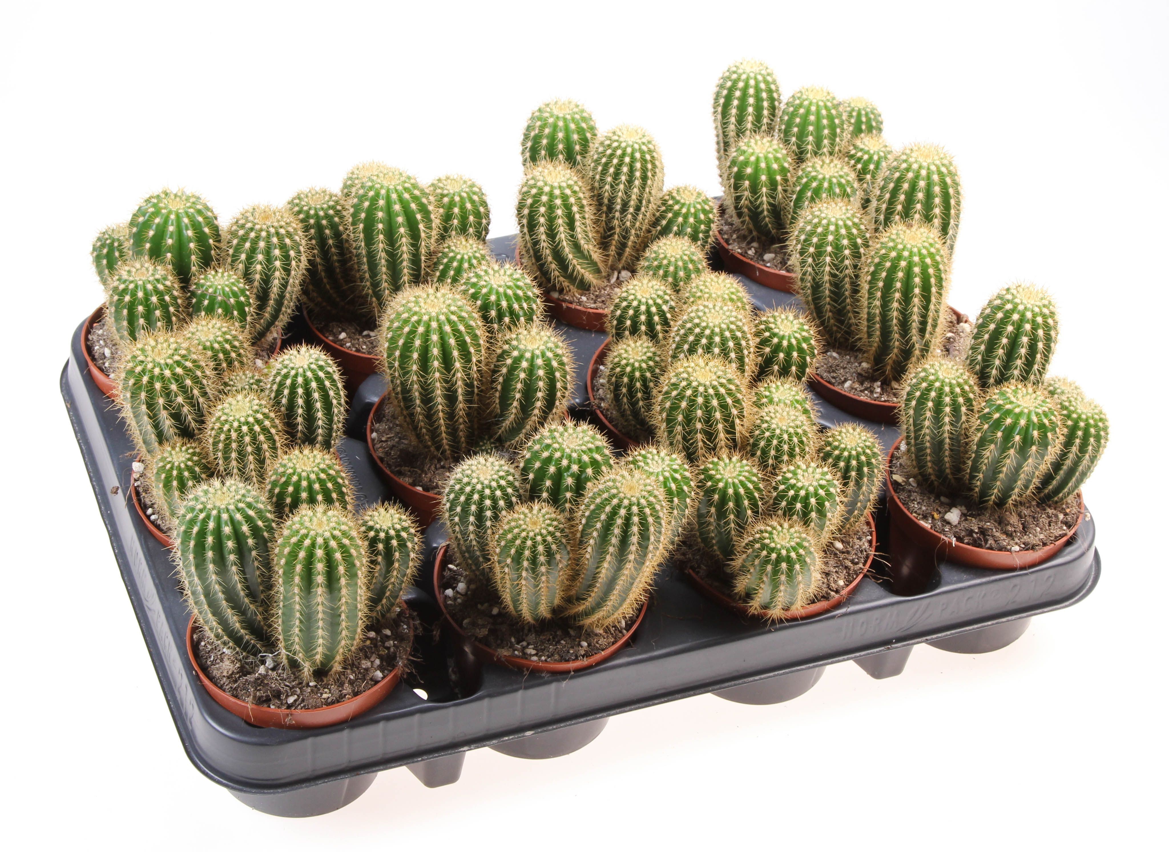 Горшечные цветы и растения оптом Trichocereus Spachianus от 12шт (для телеги) из Голландии с доставкой по России