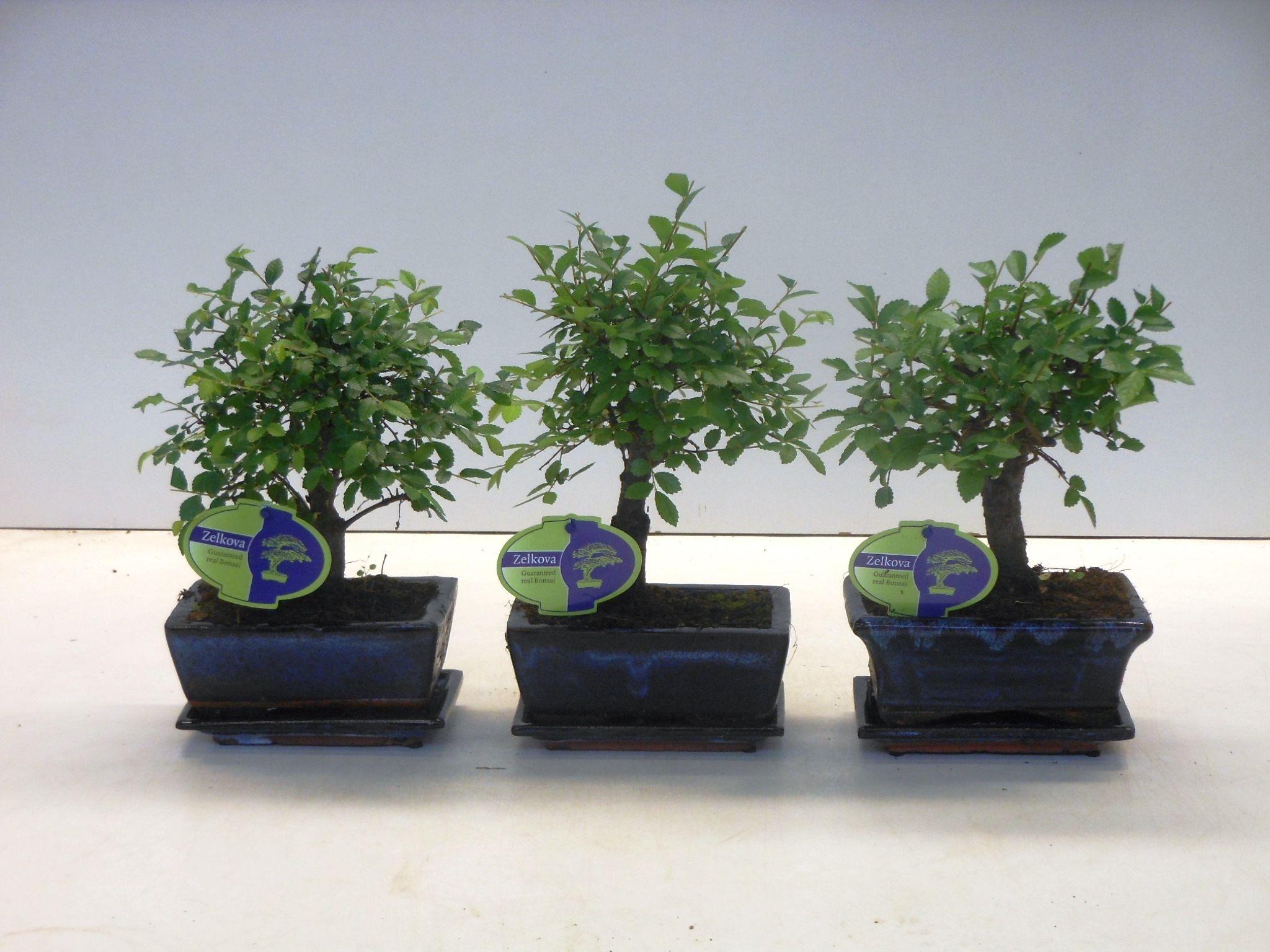 Горшечные цветы и растения оптом Bonsai Zelkova Parvifolia Broom With Drip Tray от 10шт из Голландии с доставкой по России