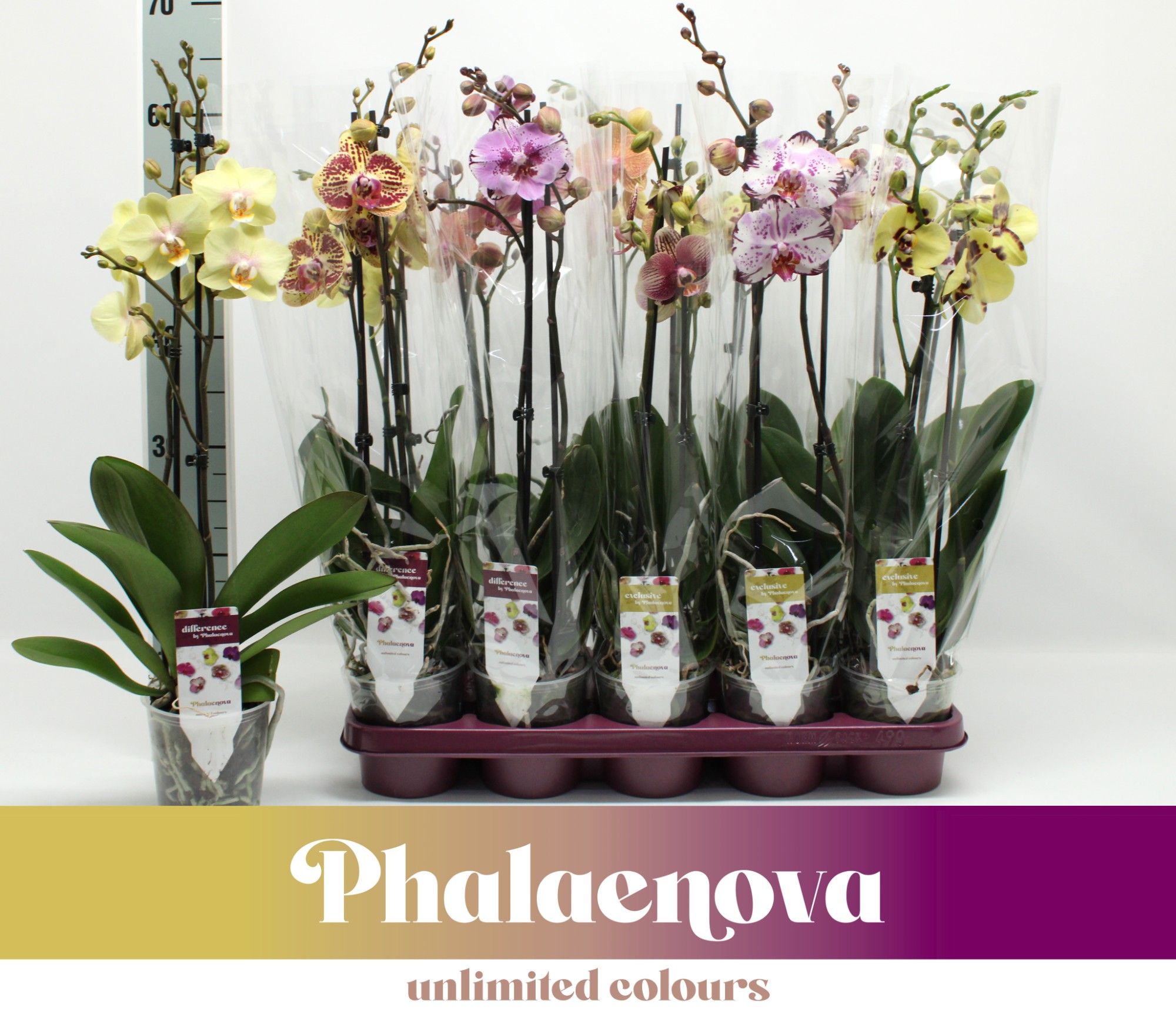 Горшечные цветы и растения оптом Phal 2st Taiwan  Mix 16+ (phalaenova) от 10шт из Голландии с доставкой по России