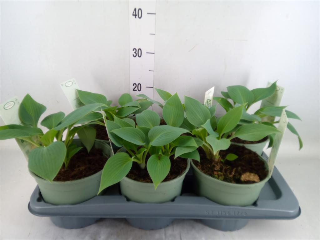 Горшечные цветы и растения оптом Hosta   ... от 6шт из Голландии с доставкой по России