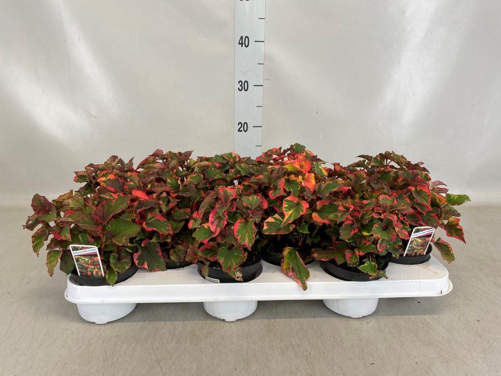 Горшечные цветы и растения оптом Houttuynia Cordata от 12шт из Голландии с доставкой по России