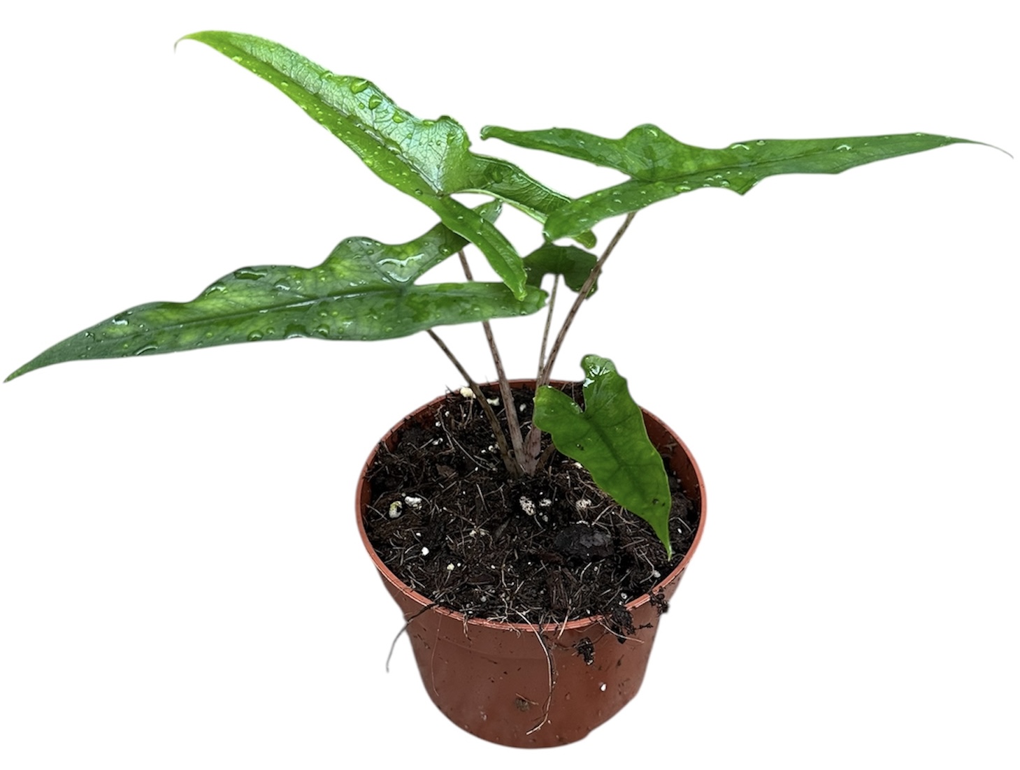Горшечные цветы и растения оптом Alocasia Sabrina от 1шт (для телеги) из Голландии с доставкой по России