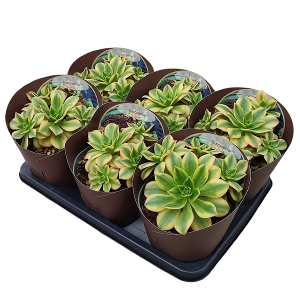 Горшечные цветы и растения оптом Aeonium Decorum Tricolor Floresens Potcover от 6шт из Голландии с доставкой по России