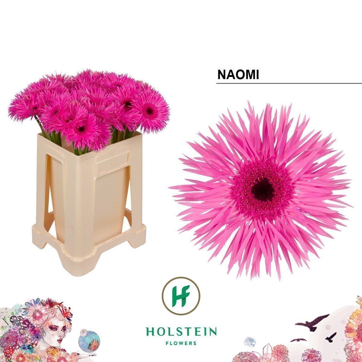 Срезанные цветы оптом Gerbera gerspider naomi от 40шт из Голландии с доставкой по России