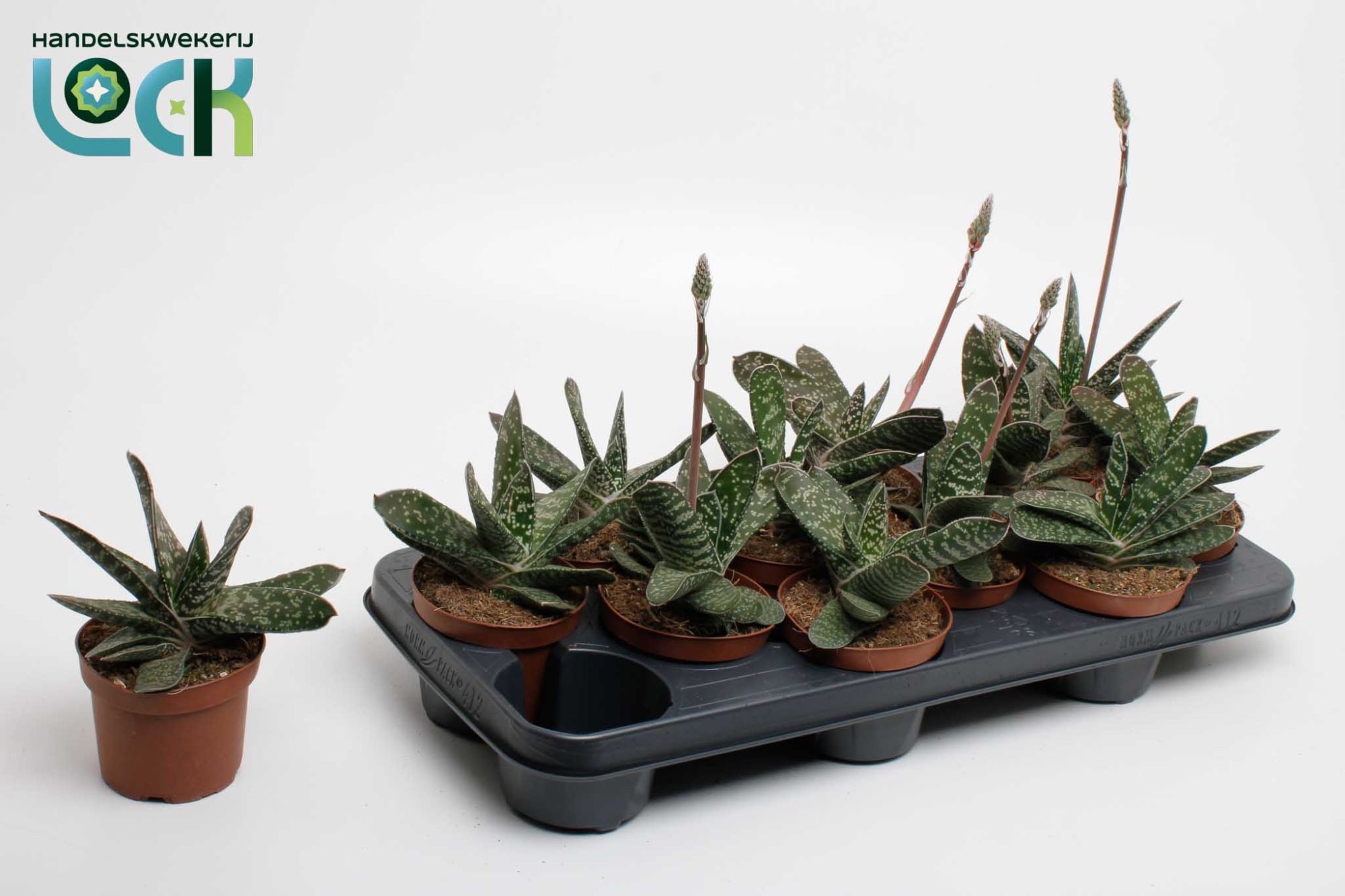 Горшечные цветы и растения оптом Gasteria Amour от 12шт из Голландии с доставкой по России