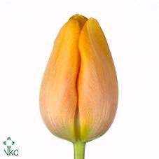 Срезанные цветы оптом Tulipa fre dordogne от 50шт из Голландии с доставкой по России