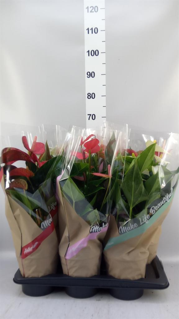 Горшечные цветы и растения оптом Anthurium ...mix 4 от 6шт из Голландии с доставкой по России