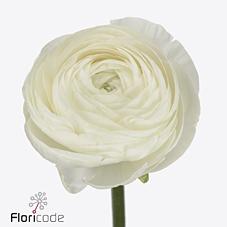 Срезанные цветы оптом Ranunculus success niveo от 50шт из Голландии с доставкой по России