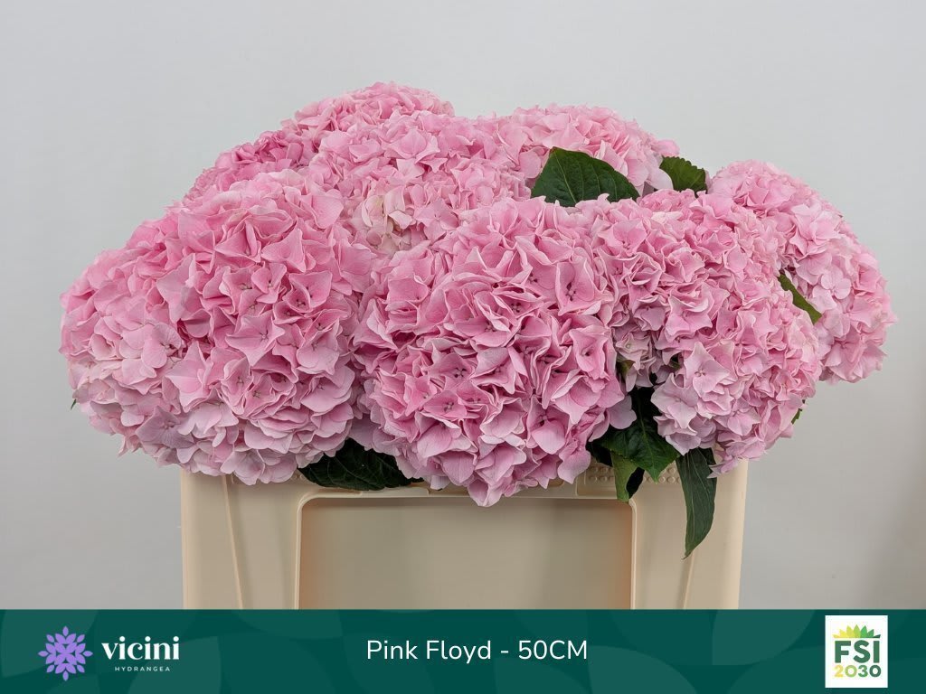 Срезанные цветы оптом Hydrangea mag pink floyd от 10шт из Голландии с доставкой по России