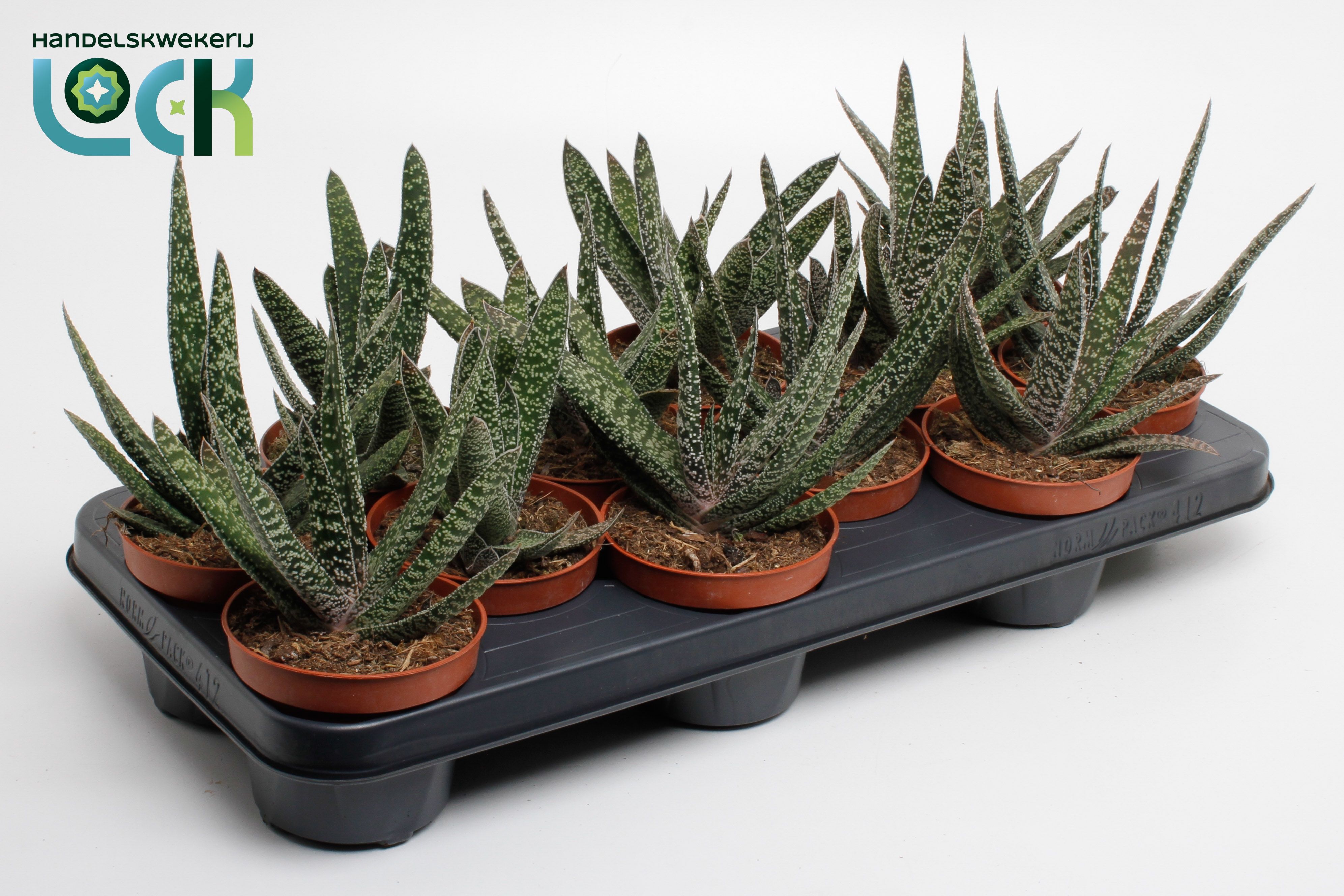 Горшечные цветы и растения оптом Gasteria Carinata Big Ben от 12шт из Голландии с доставкой по России