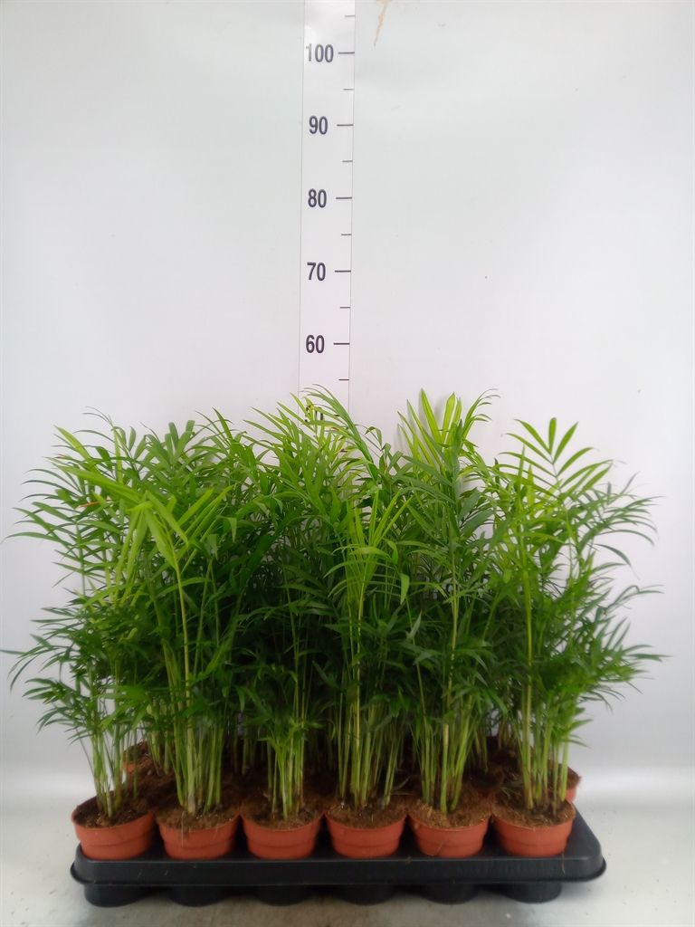 Горшечные цветы и растения оптом Chamaedorea Elegans от 18шт (для телеги) из Голландии с доставкой по России