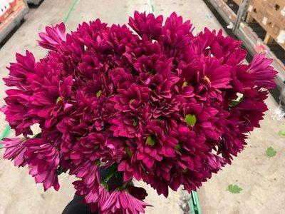 Срезанные цветы оптом Chrys sp purple star от 80шт из Голландии с доставкой по России