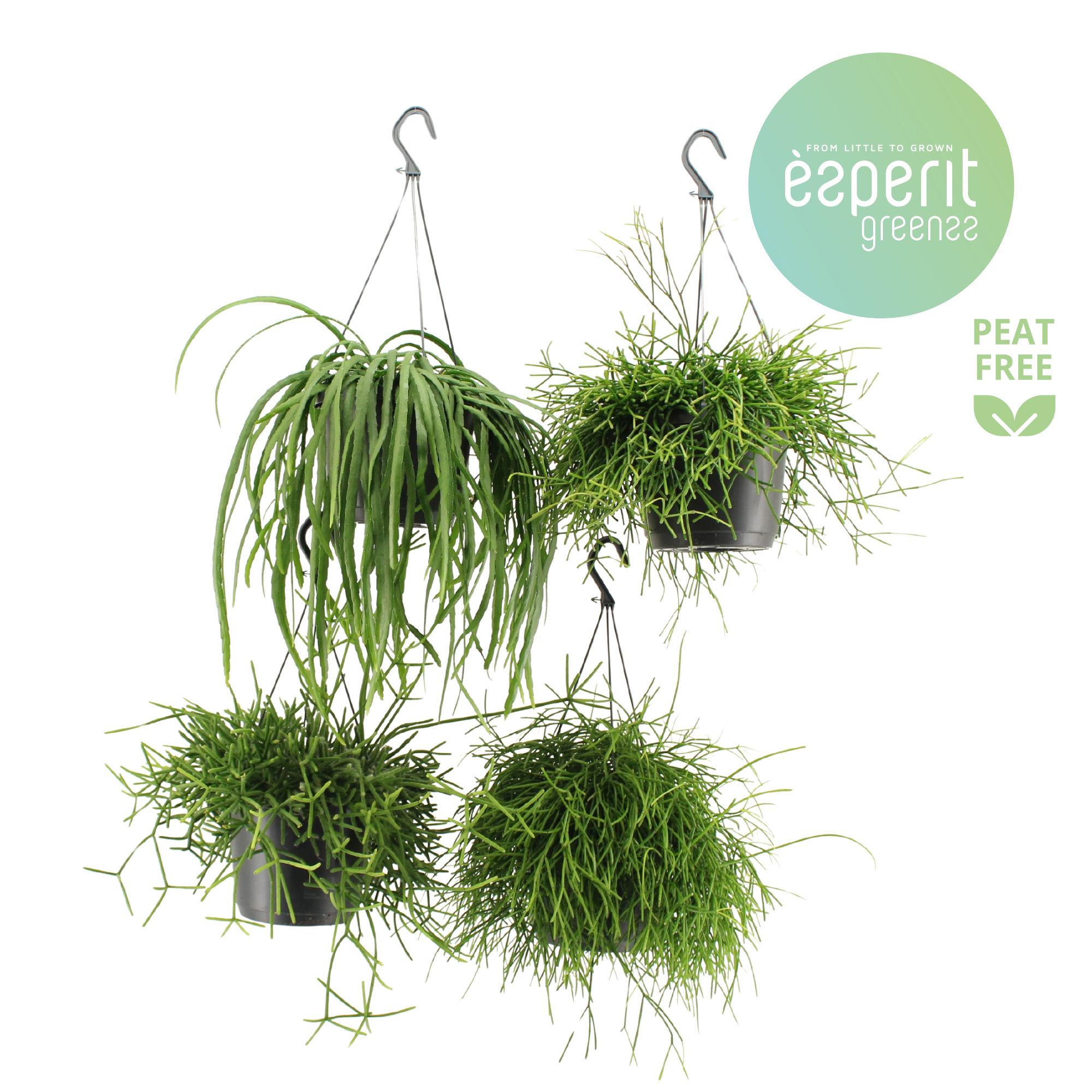 Горшечные цветы и растения оптом Rhipsalis Mix Hangpot от 6шт из Голландии с доставкой по России