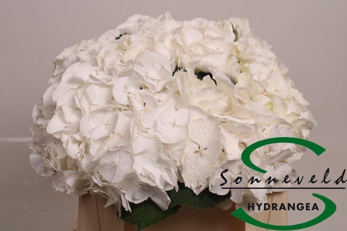 Срезанные цветы оптом Hydrangea royal princess от 10шт из Голландии с доставкой по России