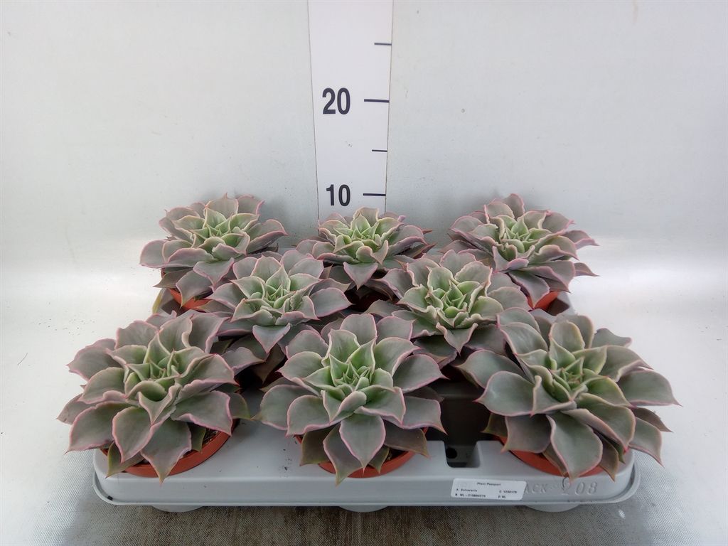 Горшечные цветы и растения оптом Echeveria   ... от 8шт из Голландии с доставкой по России
