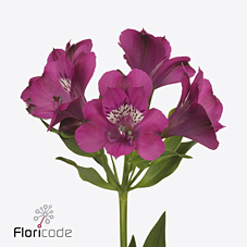 Срезанные цветы оптом Alstroemeria casanova от 50шт из Голландии с доставкой по России