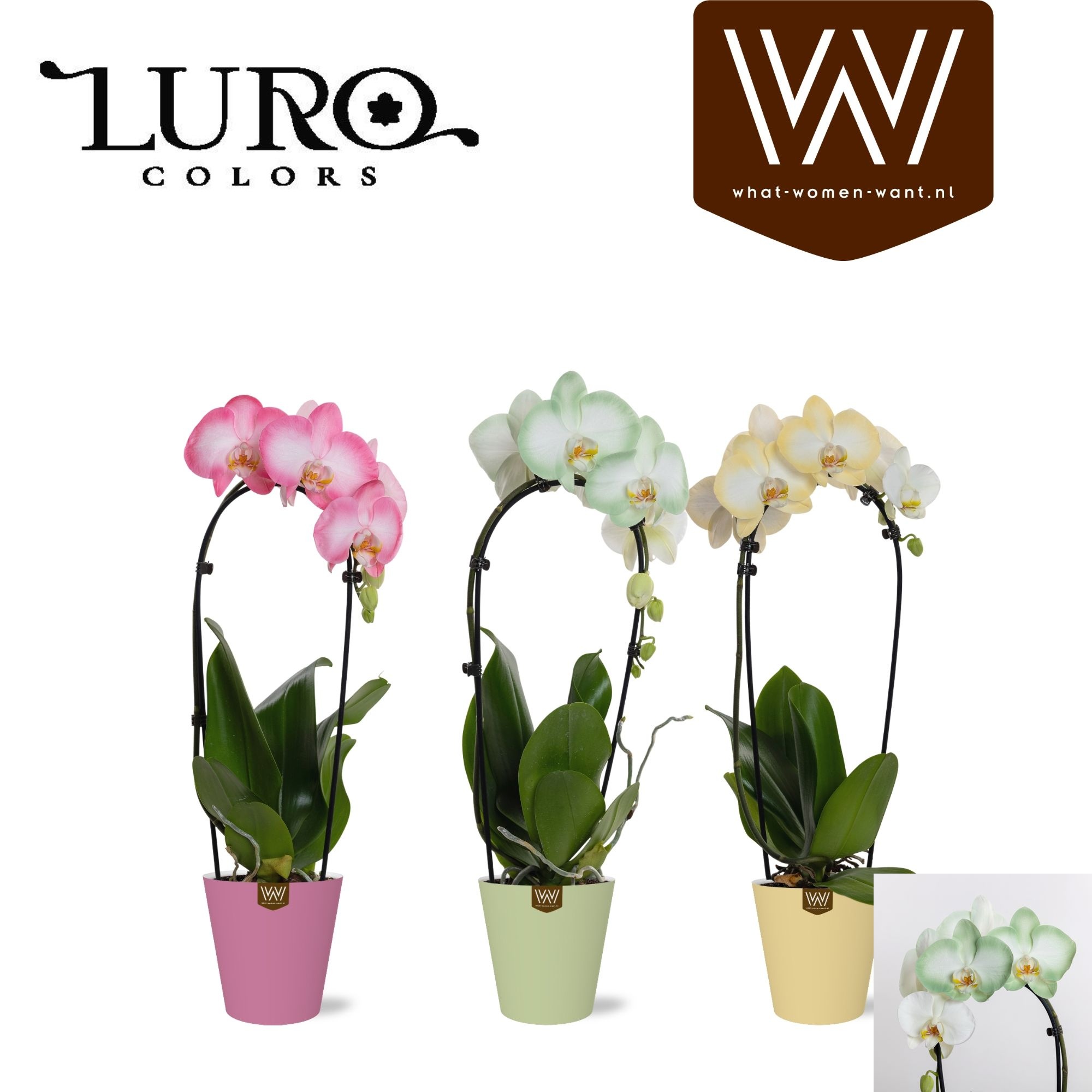 Горшечные цветы и растения оптом Phal Ov от 6шт из Голландии с доставкой по России