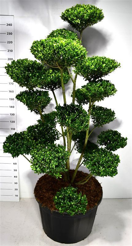 Горшечные цветы и растения оптом Ilex Impala от 1шт из Голландии с доставкой по России