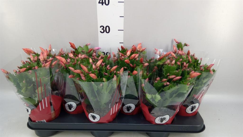 Горшечные цветы и растения оптом Schlumbergera ... от 12шт из Голландии с доставкой по России