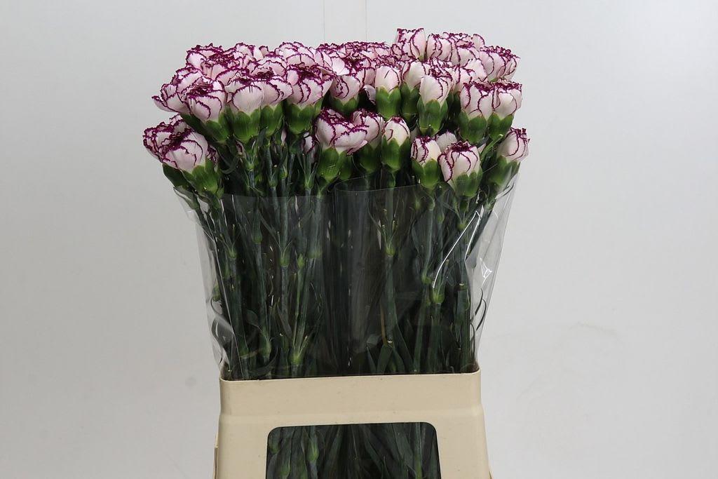 Срезанные цветы оптом Dianthus st purple elf от 100шт из Голландии с доставкой по России