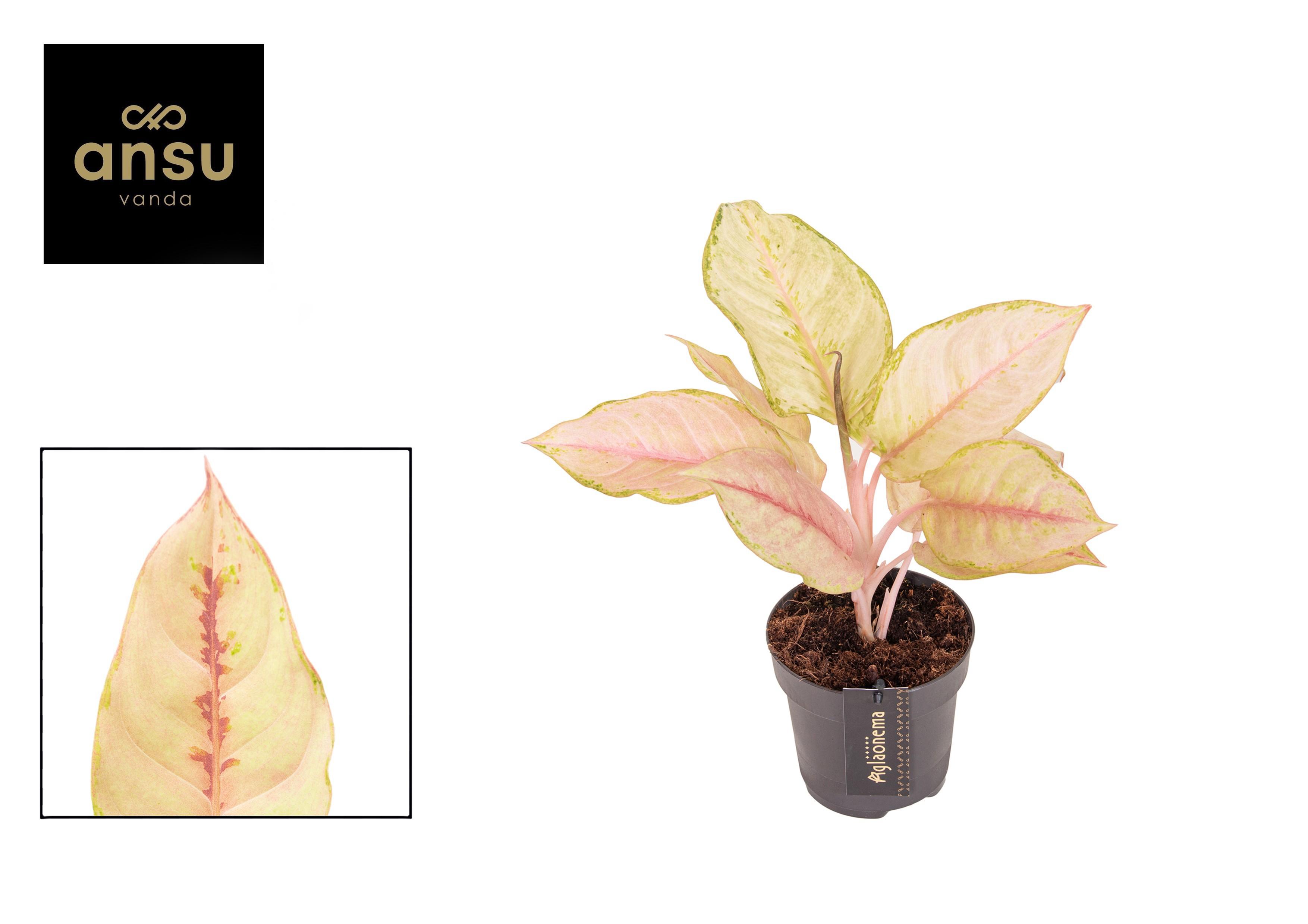 Горшечные цветы и растения оптом Aglaonema Corn Silk от 6шт из Голландии с доставкой по России